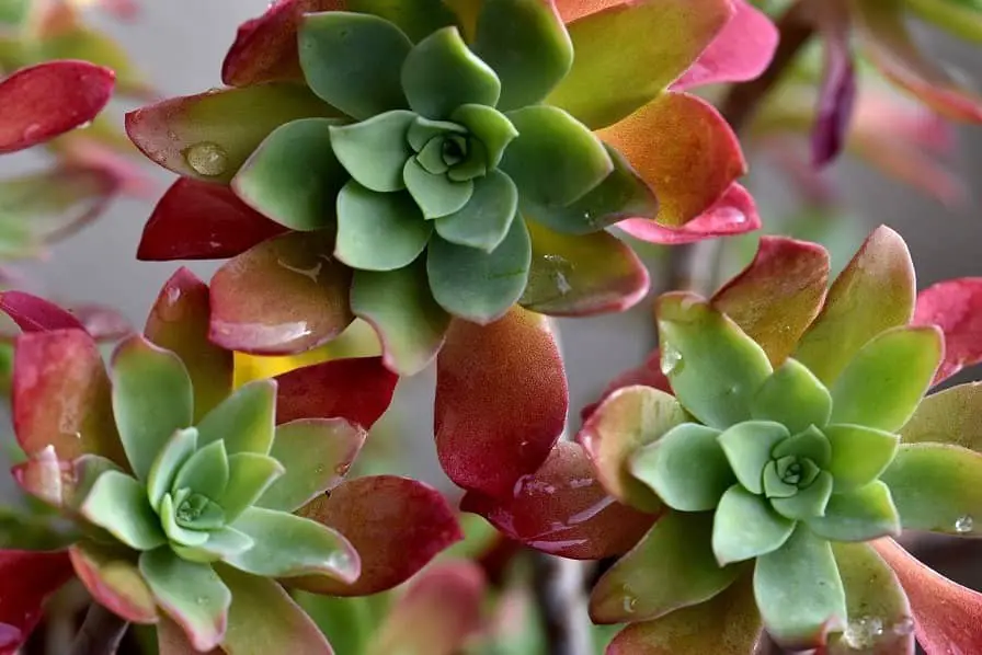 colorful succulents