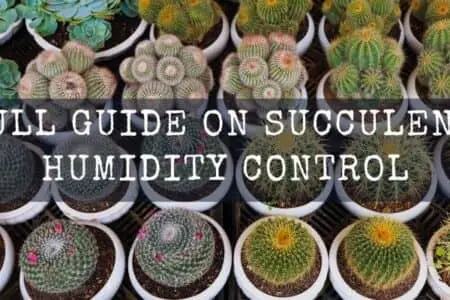 15 Adorable Succulents That Stay Small – Tiny Succulents