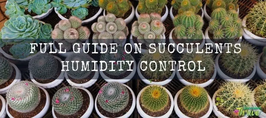 15 Adorable Succulents That Stay Small - Tiny Succulents