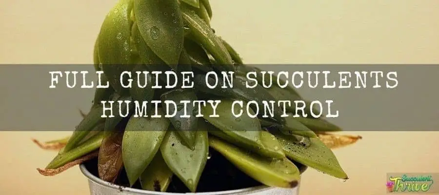 Do Succulents Like Humidity Full Guide on Succulents Humidity Control