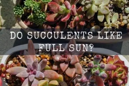 Do Succulents Like Full Sun? & 15 Full Sun Succulents You Should Get