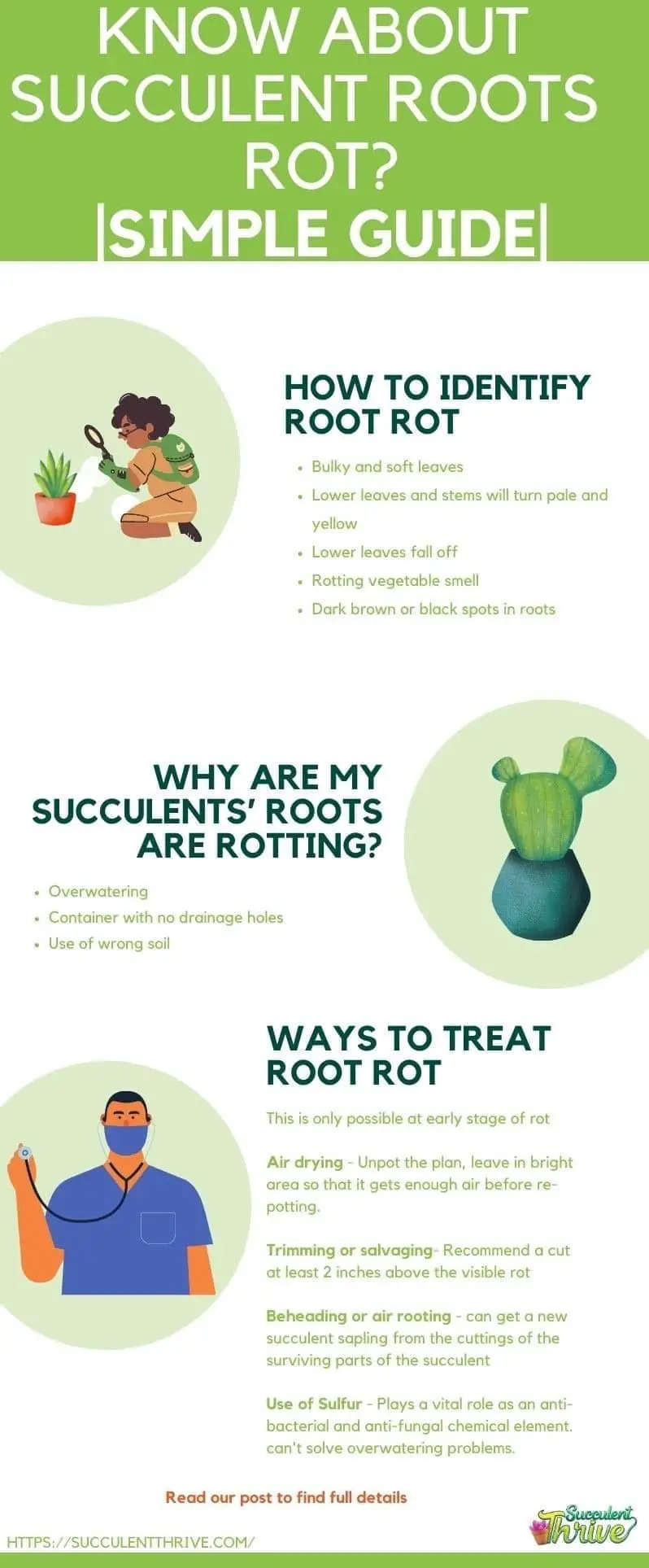 How do I know If My Succulent Roots are Rotting Simple Guide (2)