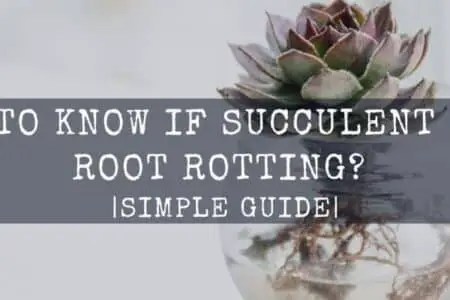 How Do I Know If My Succulent Roots are Rotting? Simple Guide