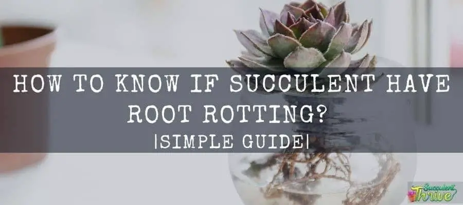 How do I know If My Succulent Roots are Rotting Simple Guide