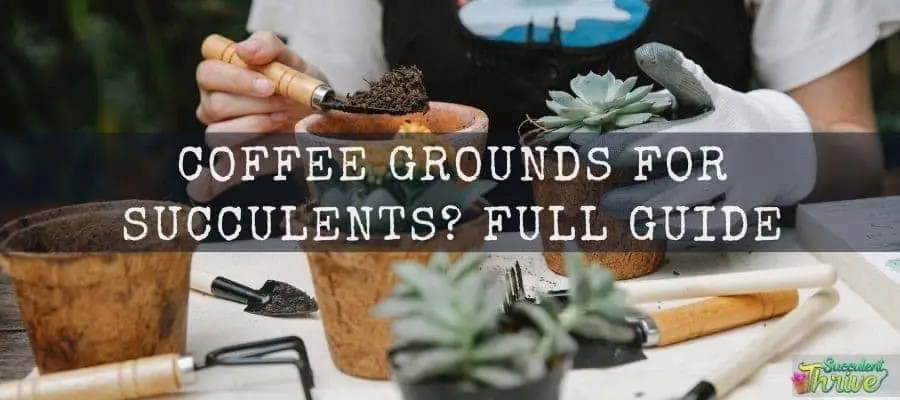 How to Use Coffee Grounds for Succulents