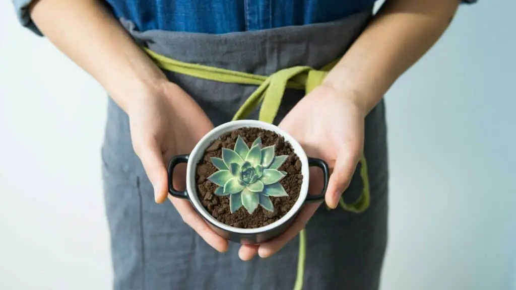 Succulents ON Coffee Grounds