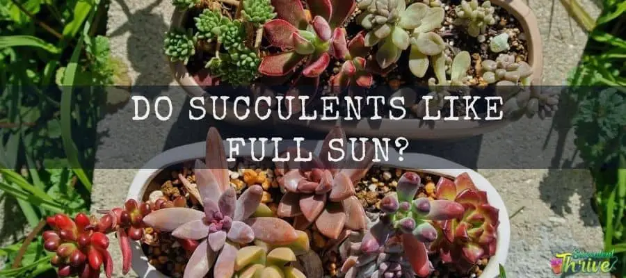 do-succulents-like-full-sun