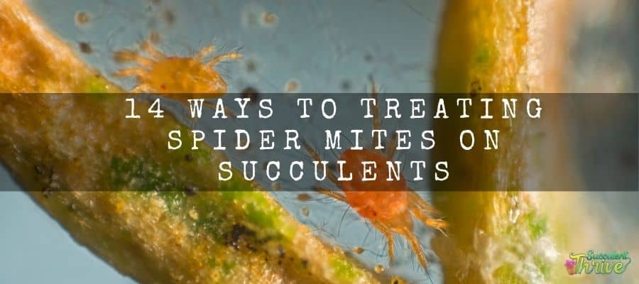 14 Ways To Treating spider mites on succulents (1)