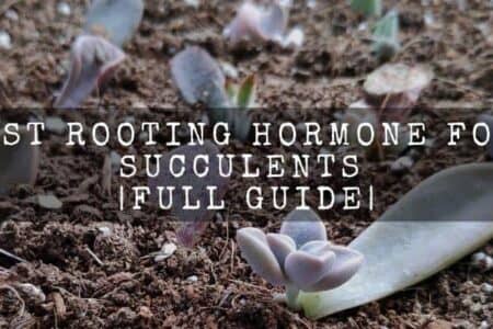 Best Rooting Hormone For Succulents | Full Guide