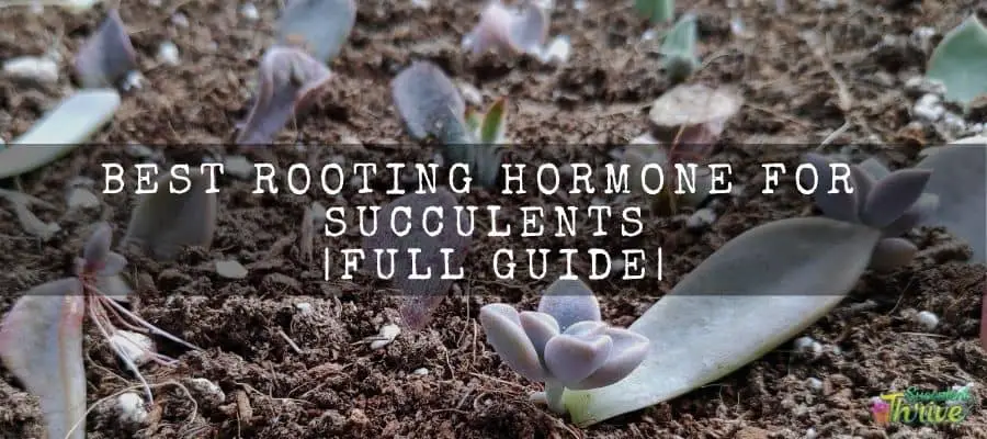 Best rooting hormone for succulents