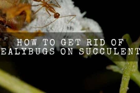 How To Get Rid Of Mealybugs On Succulents? (Full Easy Guide)