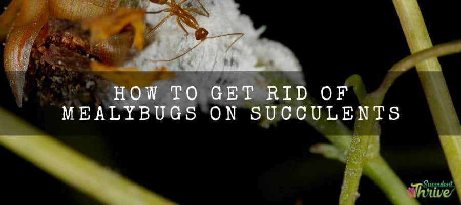 HOW TO GET RID OF MEALYBUGS ON SUCCULENTS