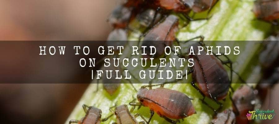 How To Get Rid Of Aphids On Succulents _Full Guide_ (1)