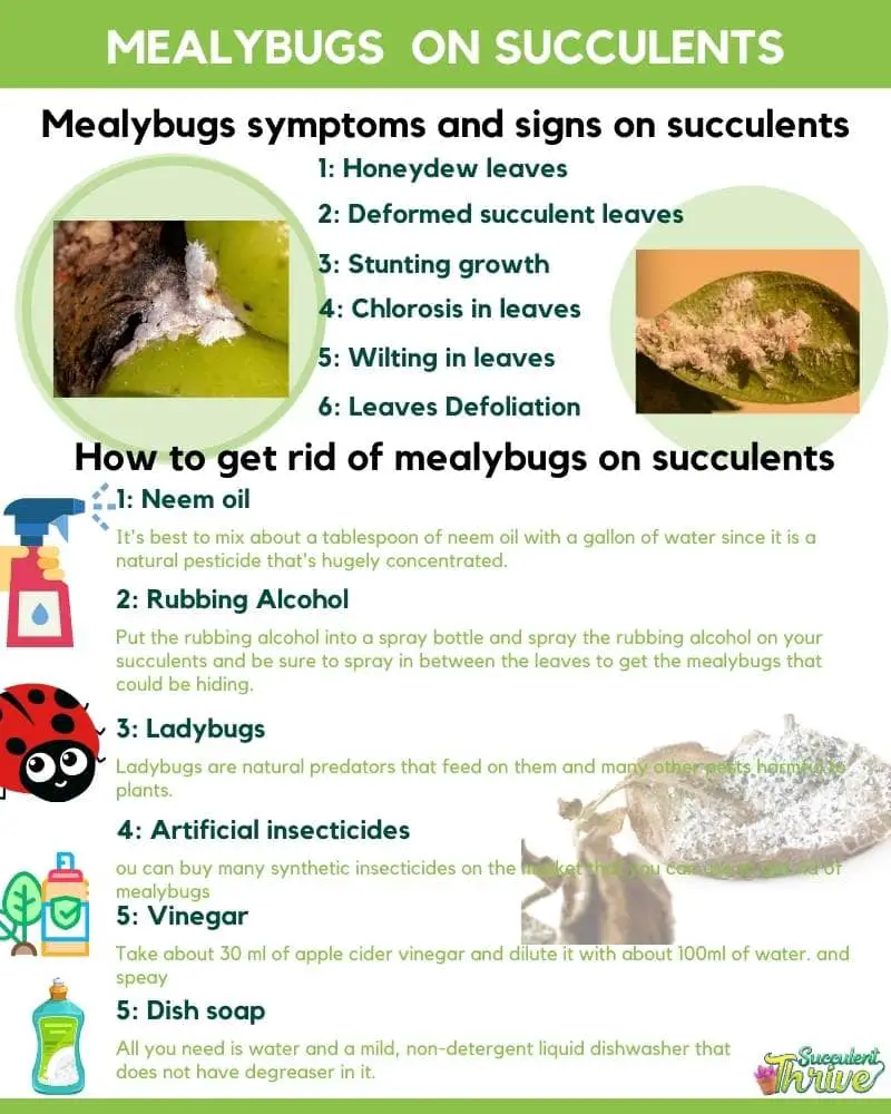 How To Get Rid Of Mealybugs On Succulents Infographic