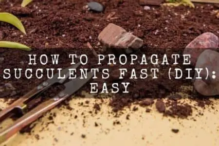 How To Propagate Succulents Fast (DIY): Easy