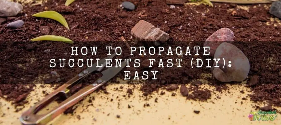 How to propagate succulents fast (DIY) Easy