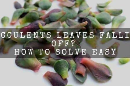 Succulents Leaves Falling Off ( How To Solve Easy )
