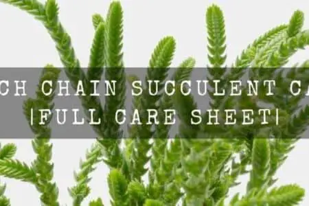 Watch Chain Succulent Care (Crassula muscosa)| Full Care Sheet