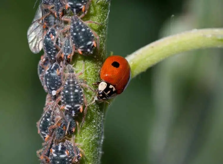 ladybug eat Aphids On Succulent
