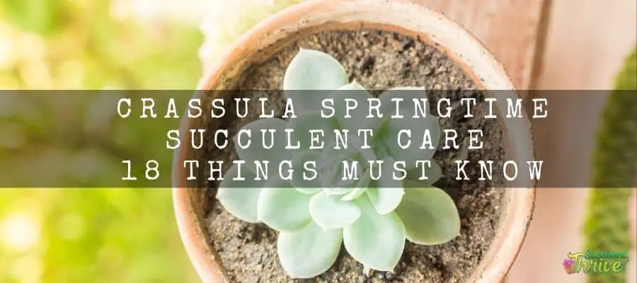 Crassula Springtime Succulent Care 18 Things Must Know
