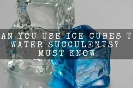 Can you use ice cubes to water succulents? must know