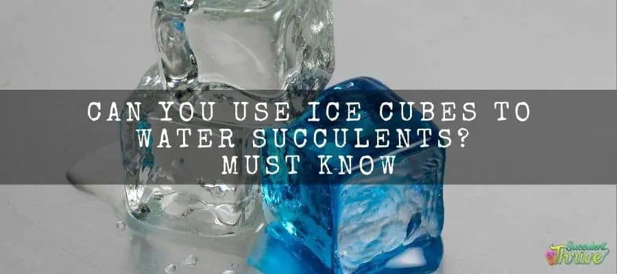Can you use ice cubes to water succulents_ must know