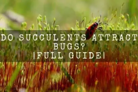 Do Succulents Attract Bugs? 10 Thing To Know Before