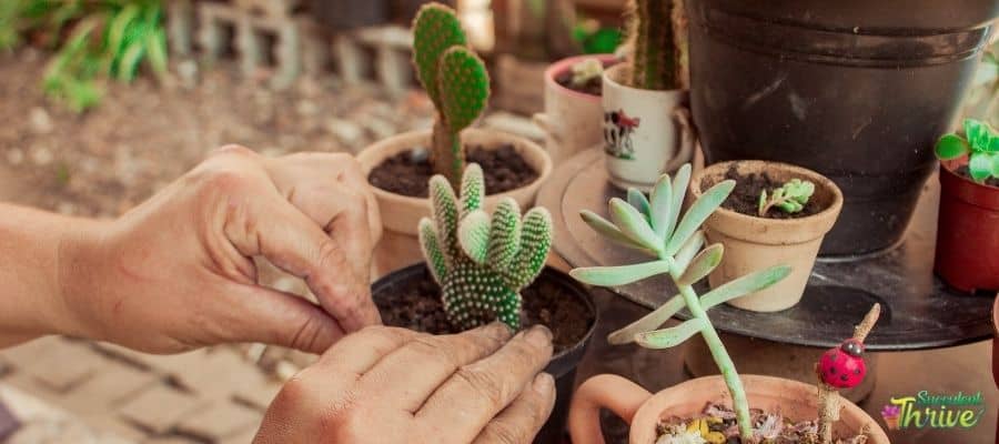 Easiest succulents to grow