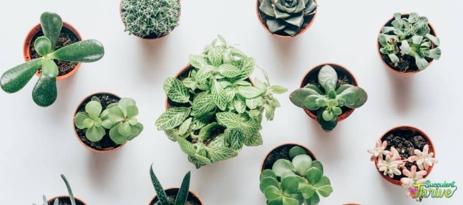Easiest succulents to grow