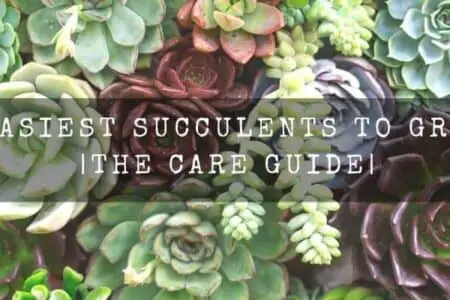 Easiest Succulents To Grow | The Care Guide |