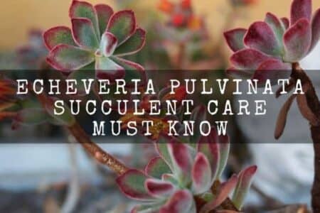 Echeveria Pulvinata Care | Informative Full Guide