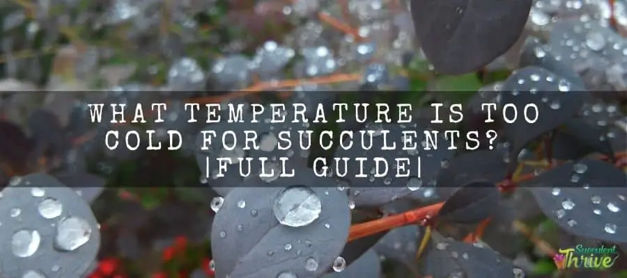 How To Take Care Of Succulents In Rainy Season _ Full Guide