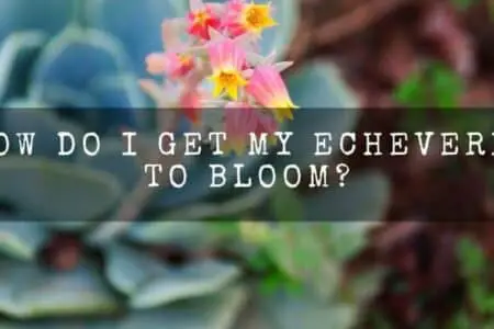 How Do I Get My Echeveria To Bloom?