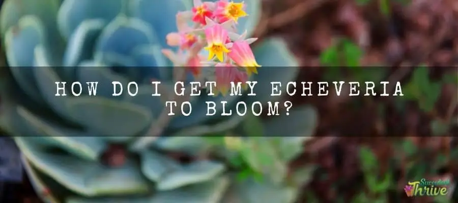 How do I get my Echeveria to bloom_