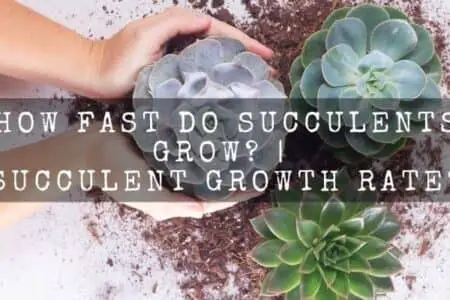 How fast do succulents grow? | Succulent growth rate?