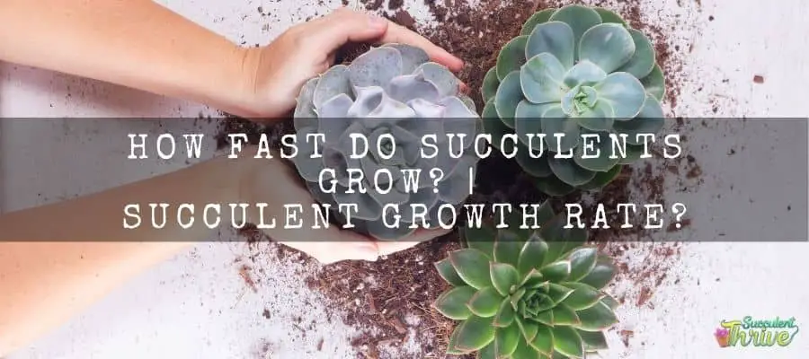 How fast do succulents grow_ _ Succulent growth rate_