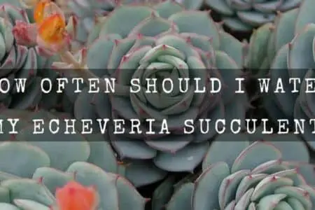 How Often Should I Water My Echeveria Succulent?