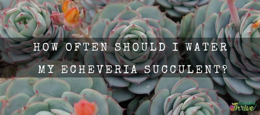 How often should I water my Echeveria succulent_