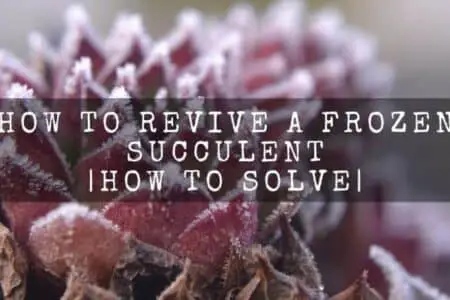 How To Revive Frozen Succulent | How To Save It?