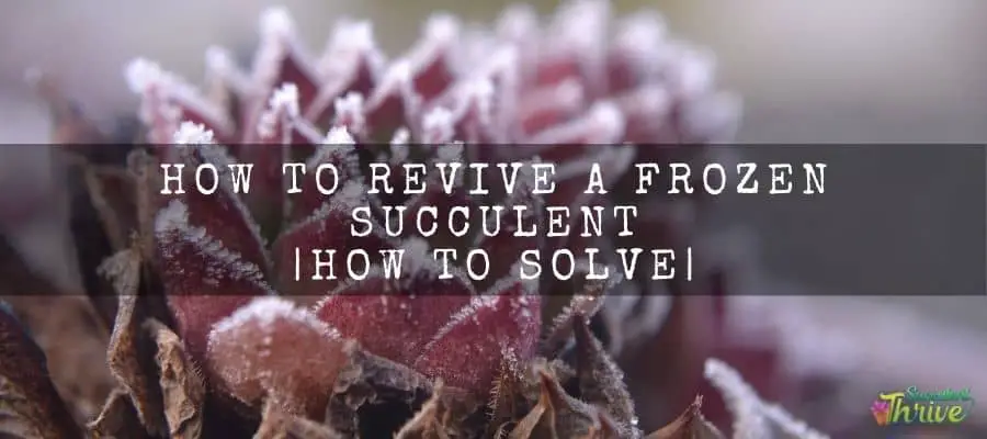 How to revive a frozen succulent _ how to solve