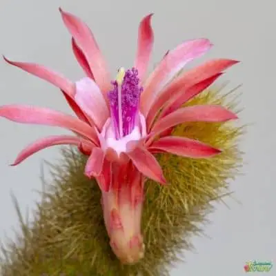 Monkey tail cactus FLOWER (1)