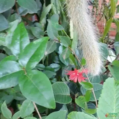 Monkey tail cactus