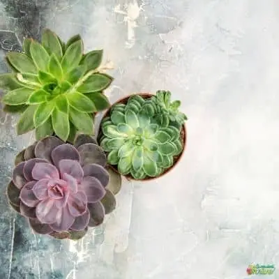 Succulent growth rate_