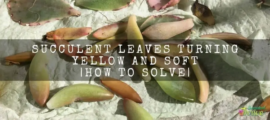 Succulent leaves turning yellow and soft _ how to solve