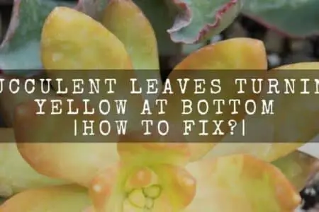 Succulent Leaves Turning Yellow At Bottom | How To Fix?