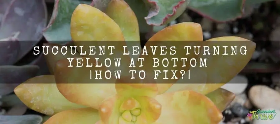Succulent leaves turning yellow at bottom _ How to fix_