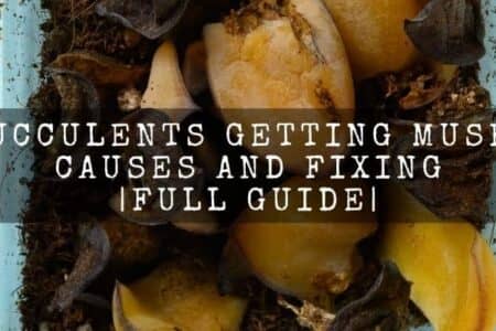 Succulents Getting Mushy | 6 Ways To Fix |