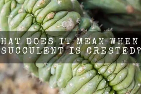 What Does It Mean When A Succulent Is Crested?