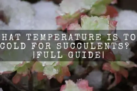 What temperature is too cold for succulents? | Full guide