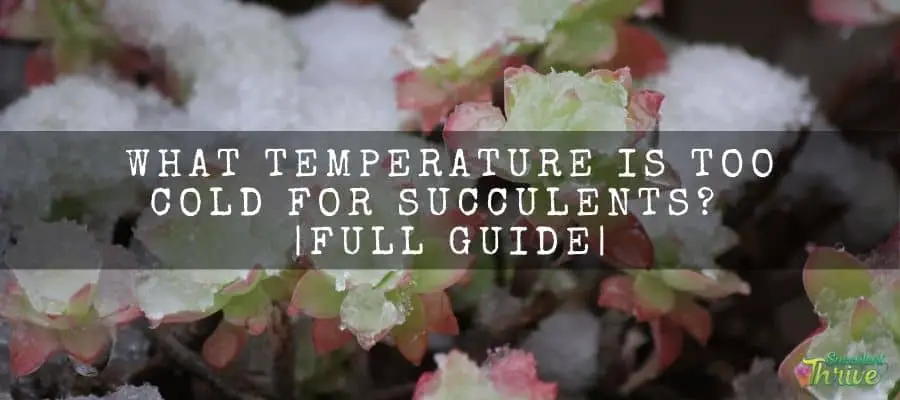 What temperature is too cold for succulents_ _ Full guide